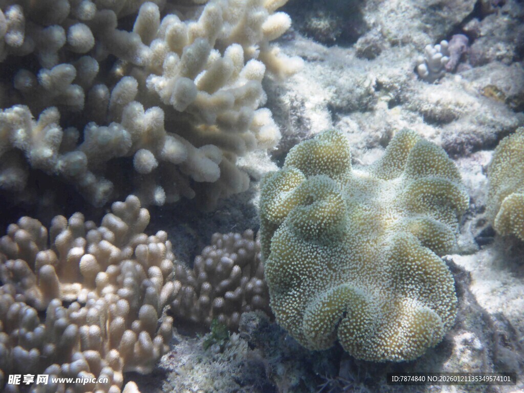 海底多彩珊瑚景观
