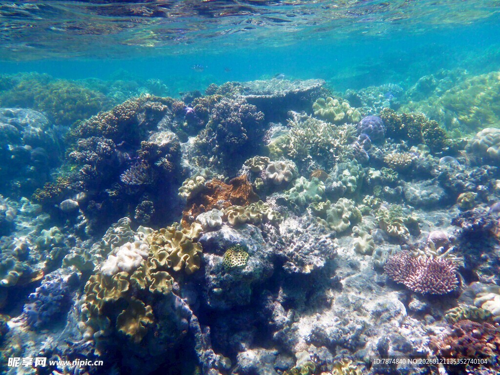 海底斑斓珊瑚景观