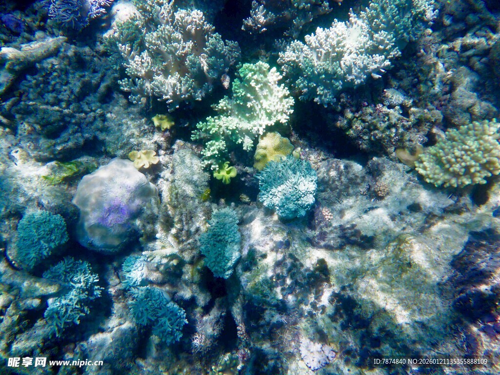 海底多彩珊瑚景观