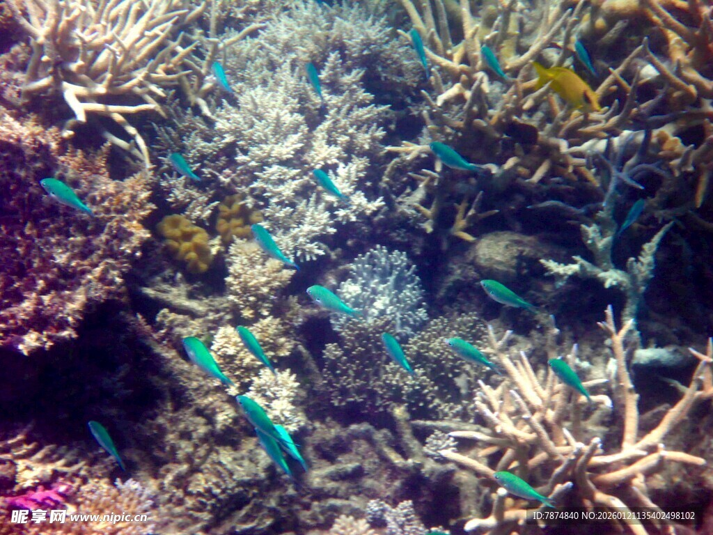 海底多彩珊瑚与游动小鱼