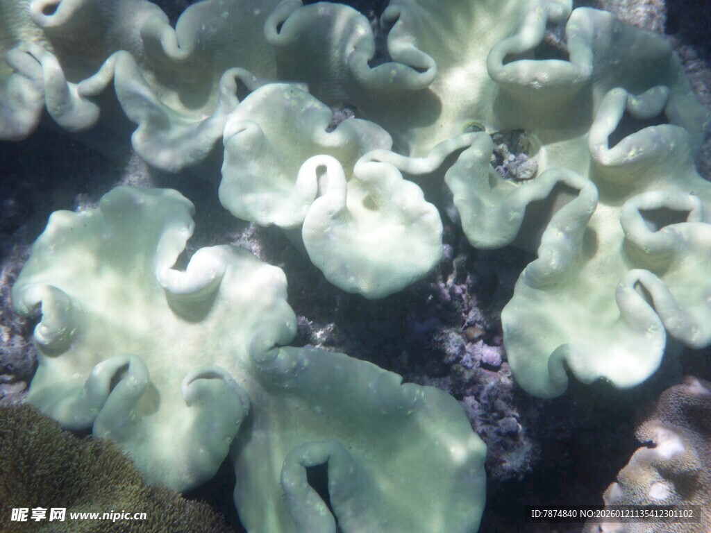 海底美丽的珊瑚群