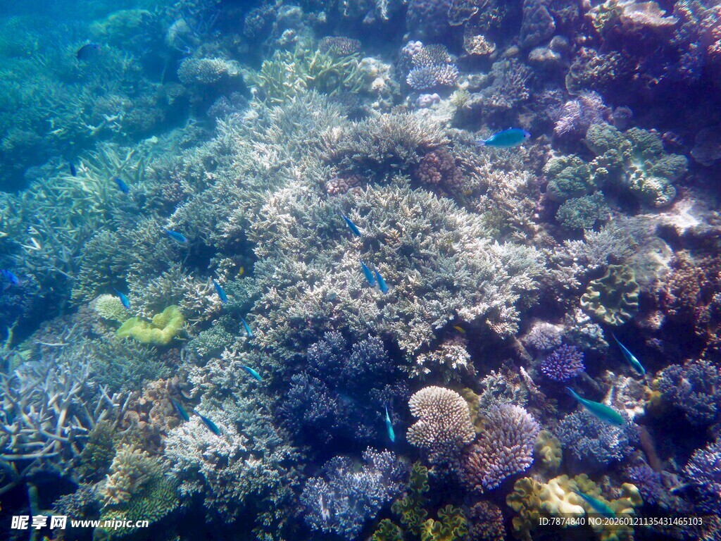 海底多彩珊瑚景观