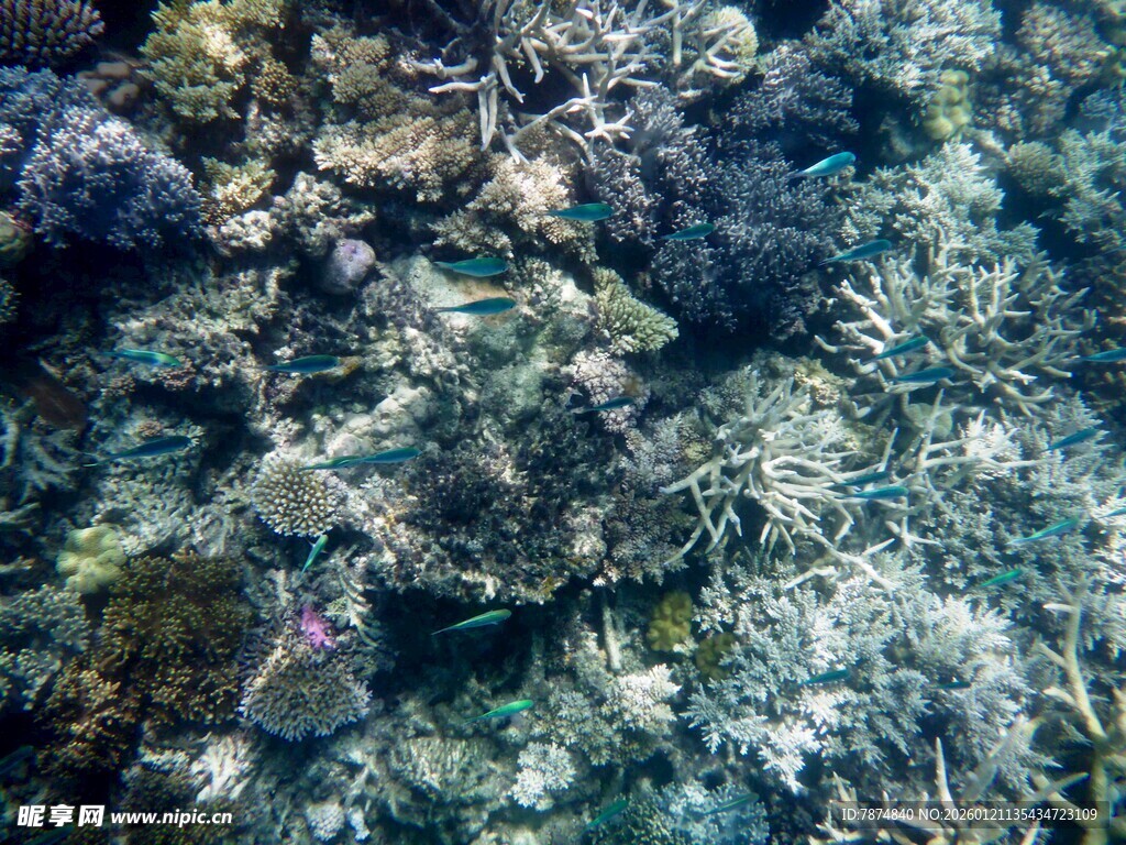 海底珊瑚景观