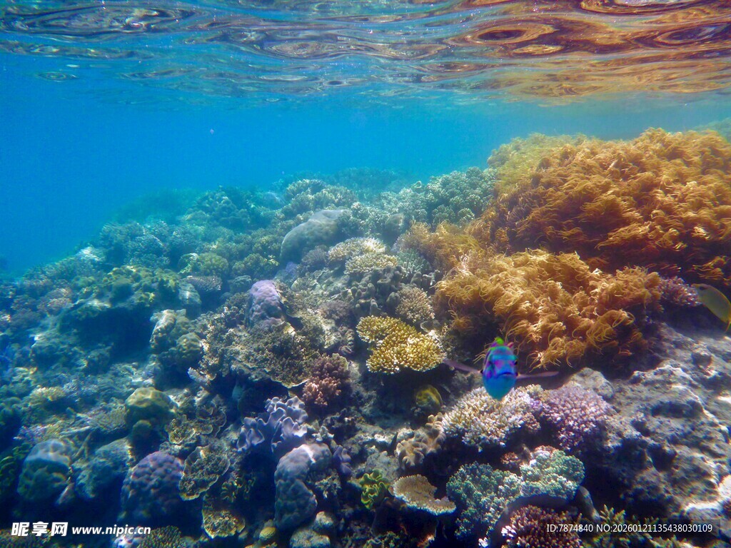 海底多彩珊瑚景观