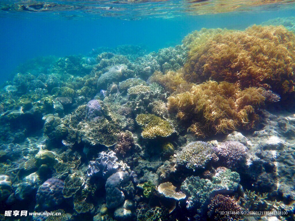 海底多彩珊瑚景观