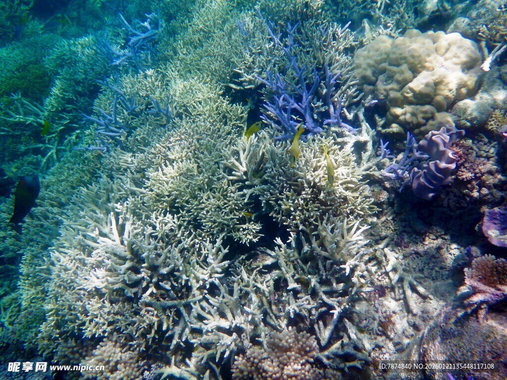 海底繁茂的珊瑚景观