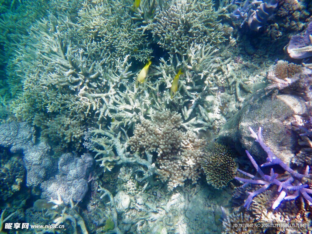 海底多彩珊瑚与灵动小鱼