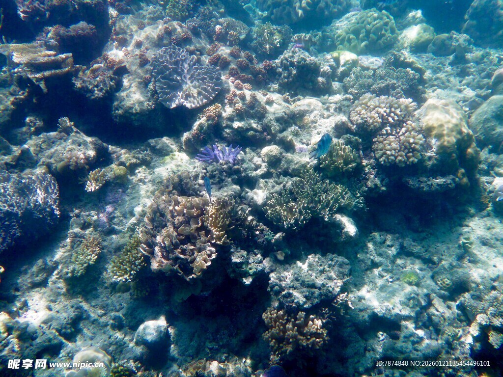海底多彩珊瑚景观
