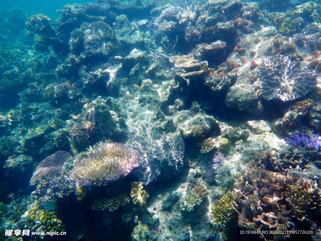 海底多彩珊瑚景观