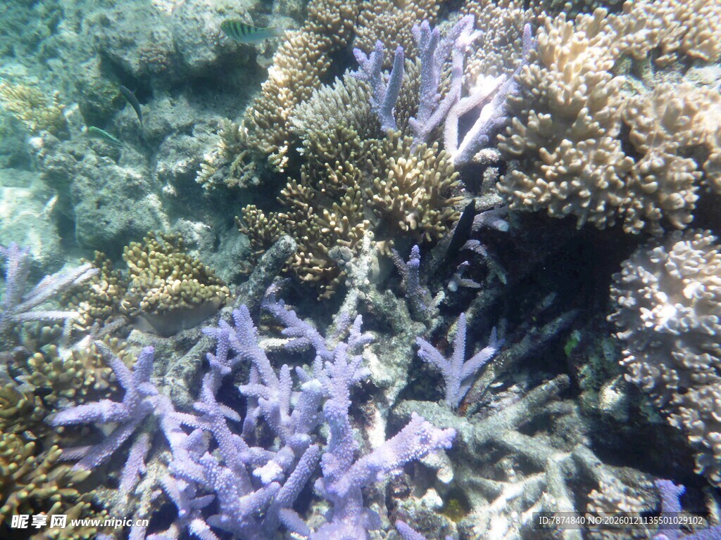 海底紫色海星与珊瑚景观