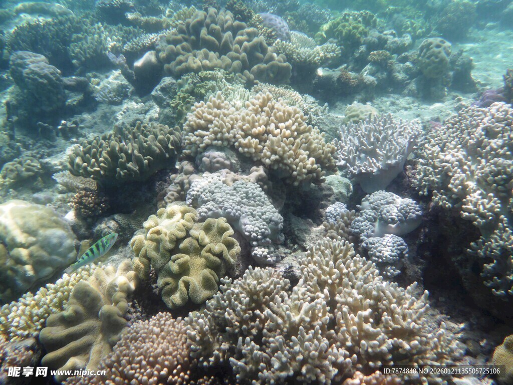 海底多彩珊瑚景观