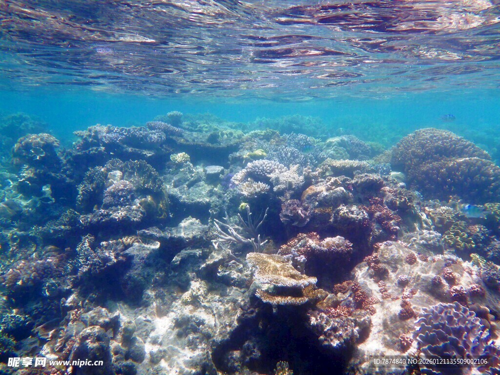 海底绚烂珊瑚景观
