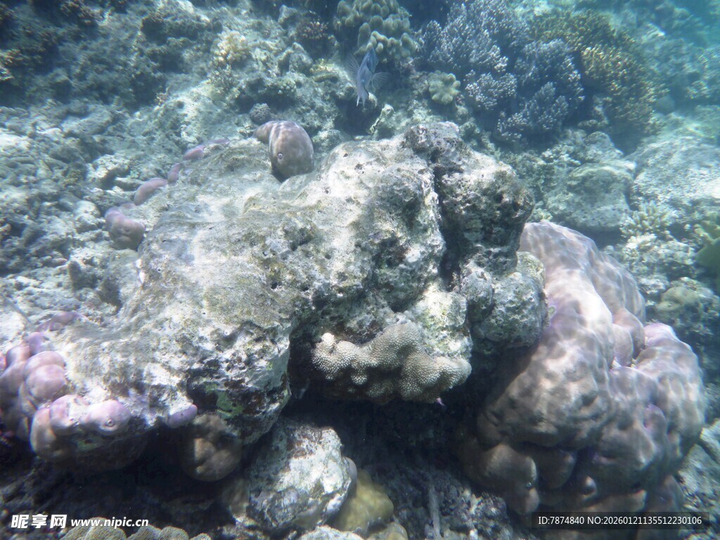 海底多彩珊瑚景观