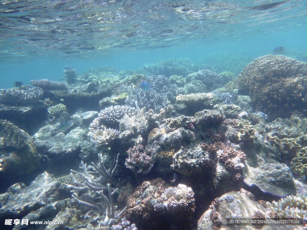 海底珊瑚景观