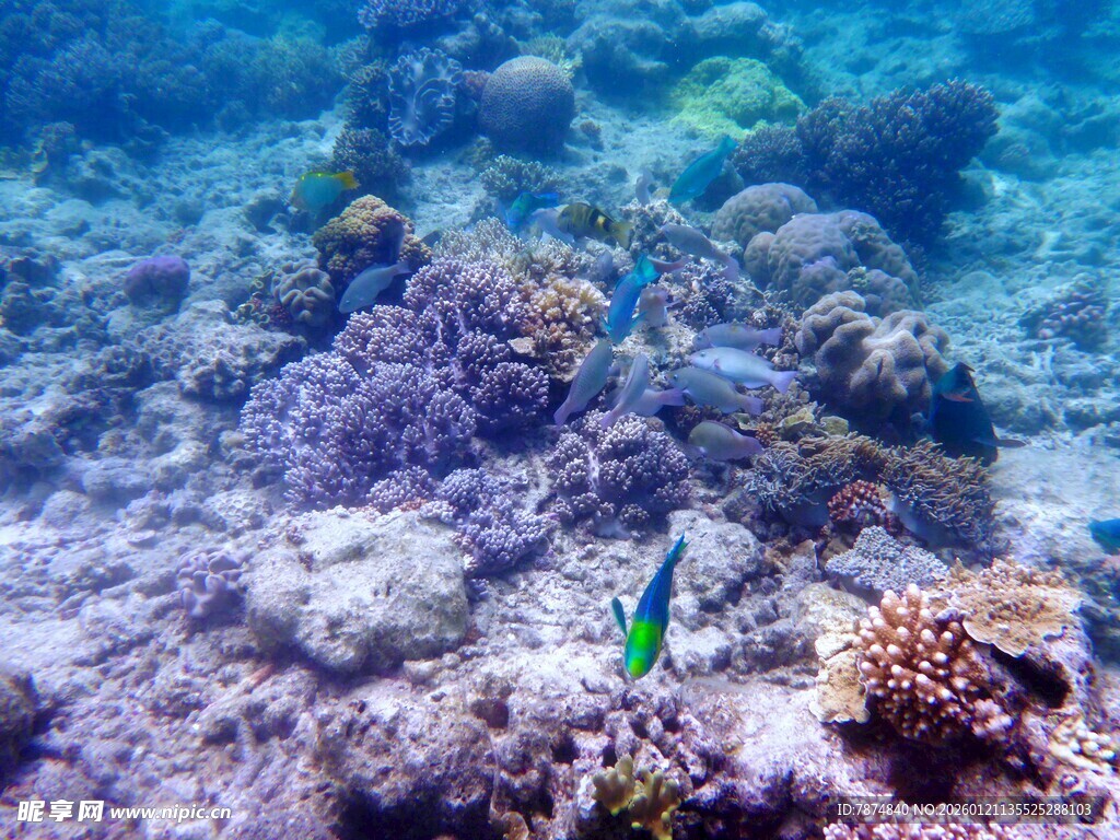 海底五彩珊瑚与灵动小鱼