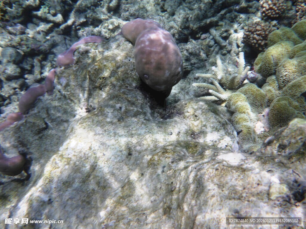 海底岩石上的紫色海洋生物