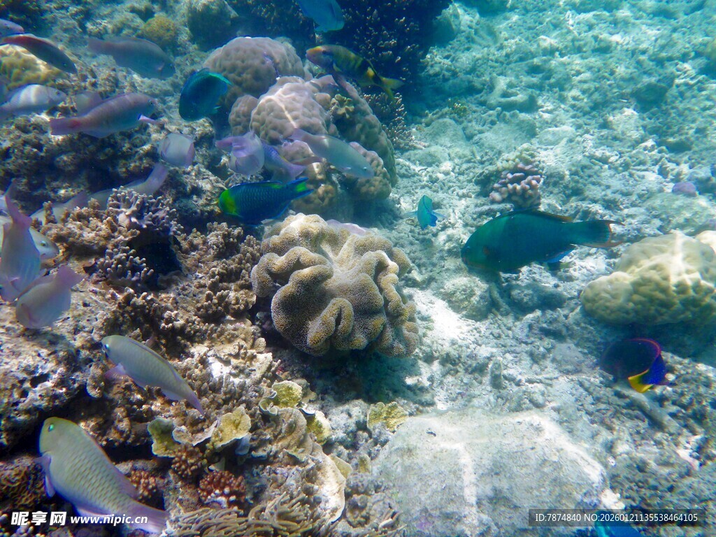 海底多彩珊瑚景观