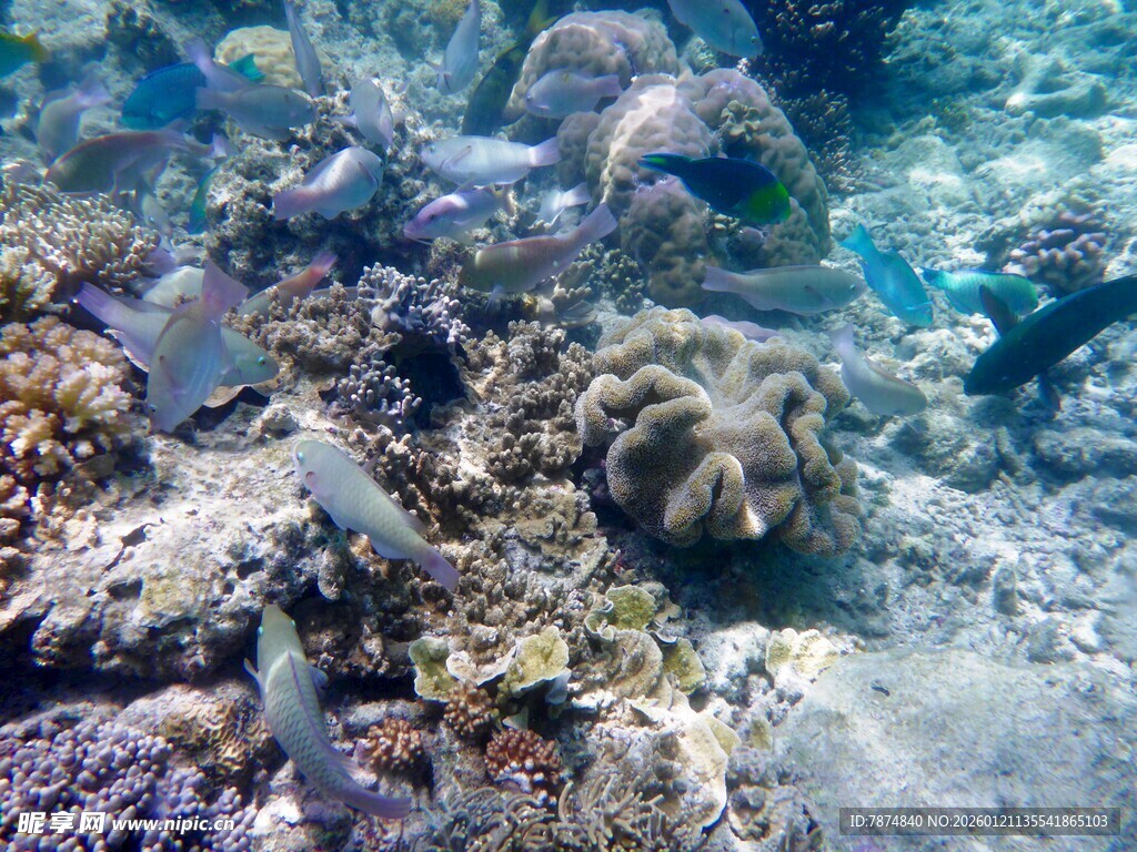 海底多彩珊瑚与海洋生物