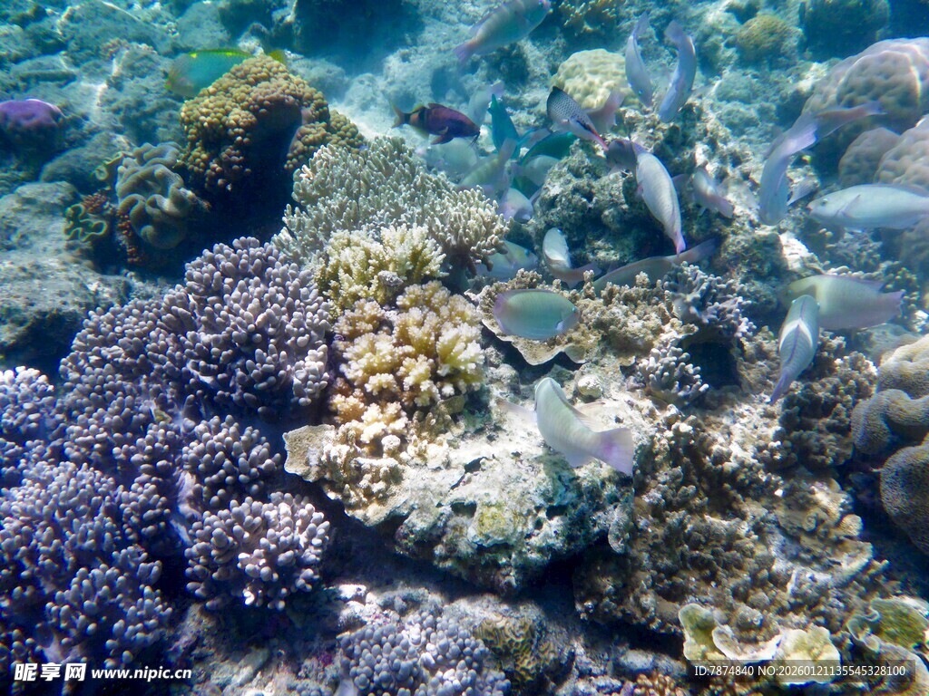 海底多彩珊瑚与游动小鱼