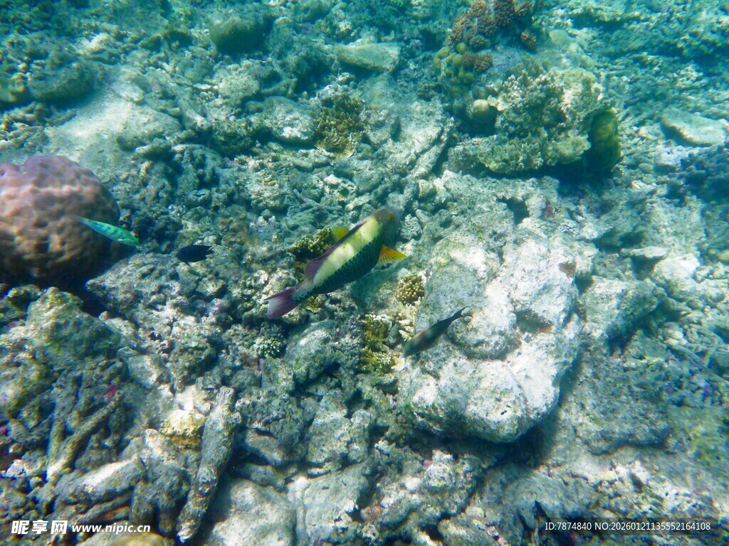 海底世界的多彩鱼类景观