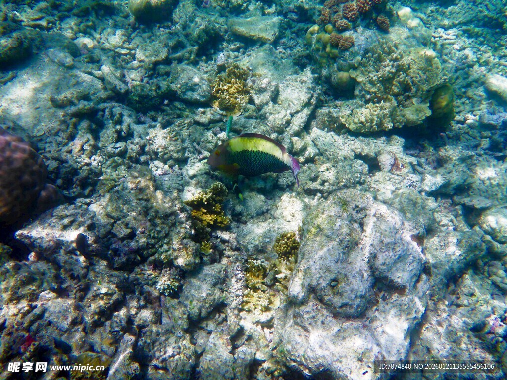 海底斑斓世界中的小鱼