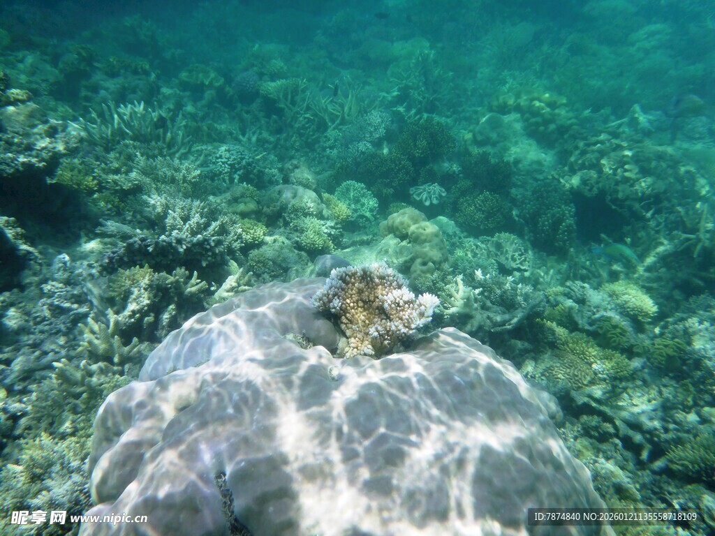 海龟背上的寄居蟹