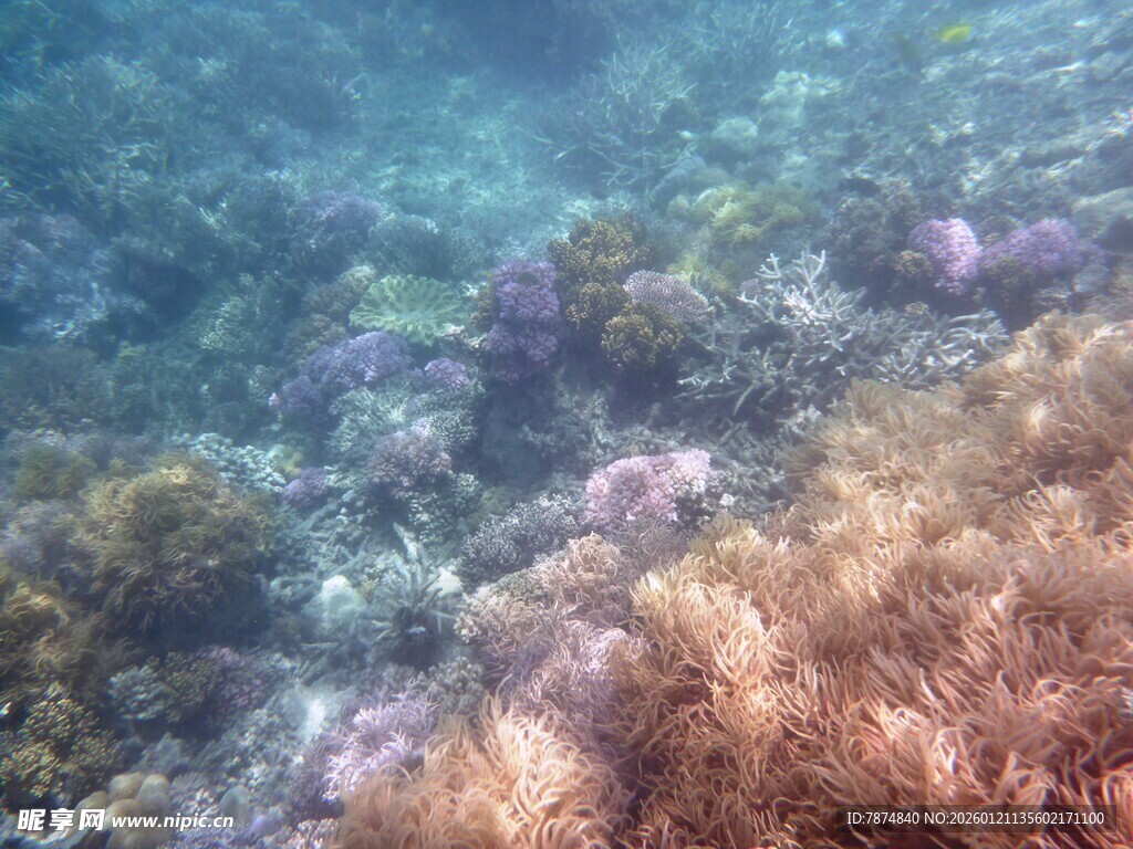 海底多彩珊瑚景观