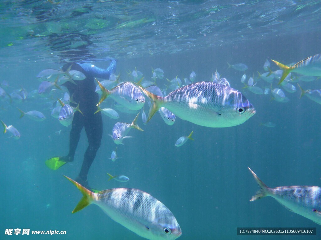 潜水员与群鱼共游海底