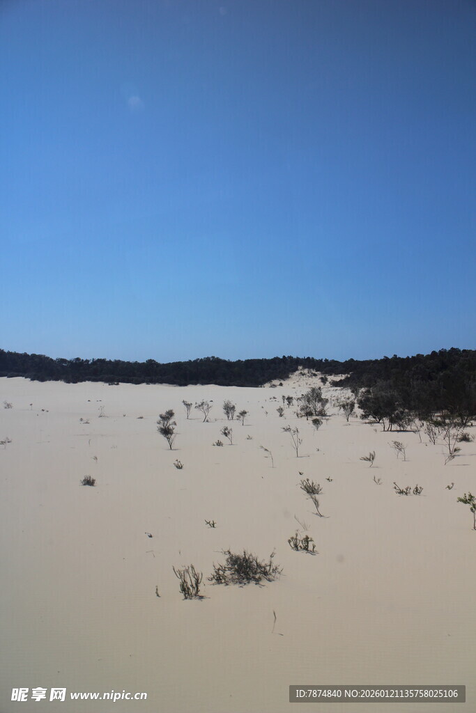 广袤沙地与稀疏植被景观