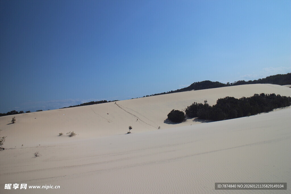 广袤沙漠中的零星植被