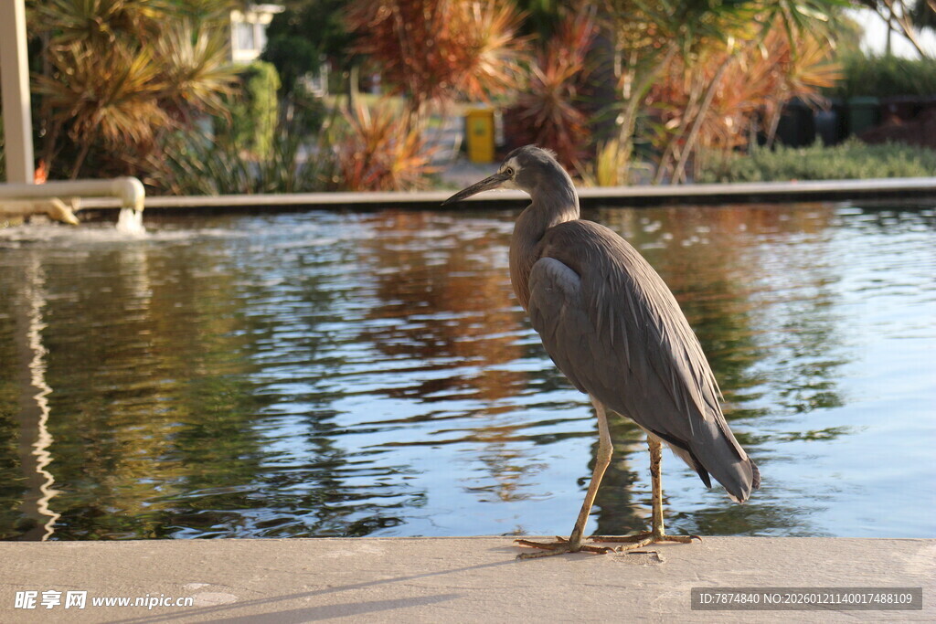 岸边灰鹭静立赏秋景