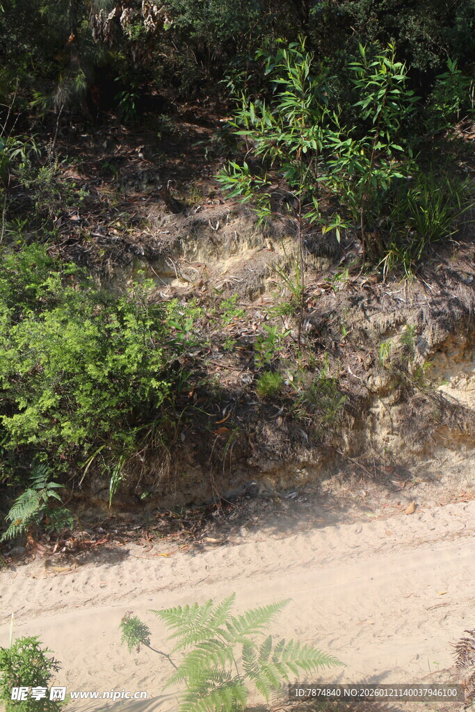 山间土路旁的绿植景观