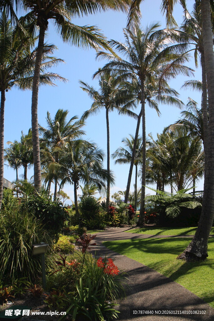 热带风光中的棕榈树小径
