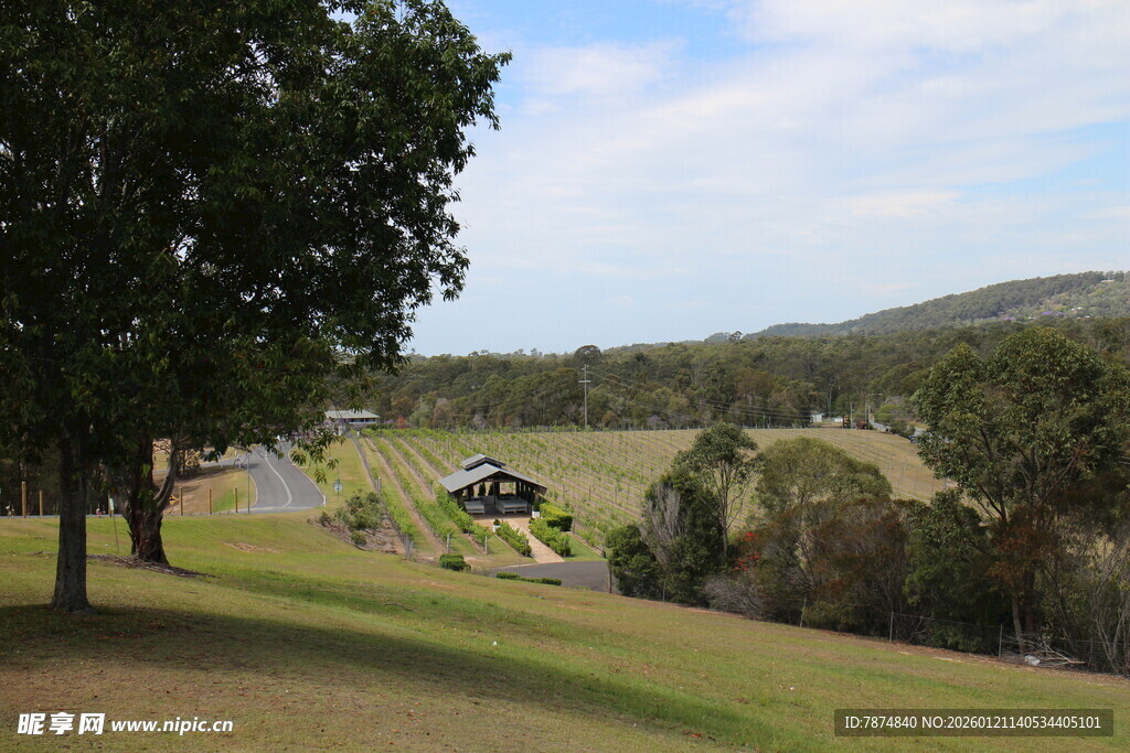 乡村路旁绿意盎然风景图