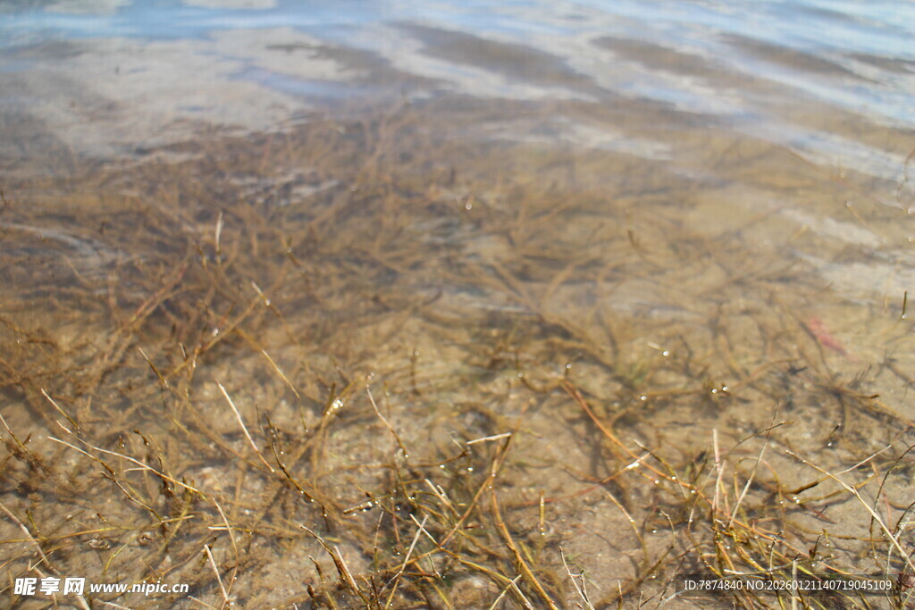 浅滩水底的稀疏水草