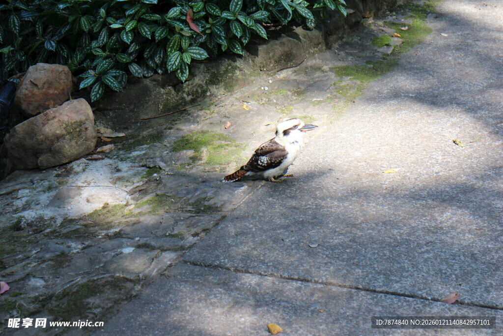 路边休憩的鸟儿