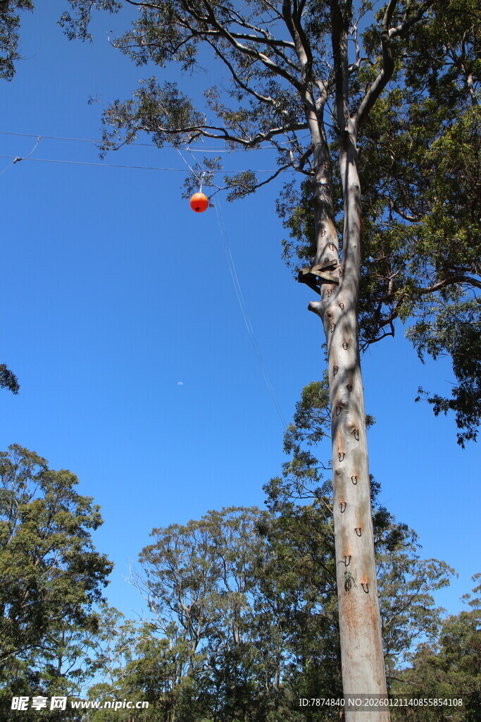 树上悬挂的红色物件