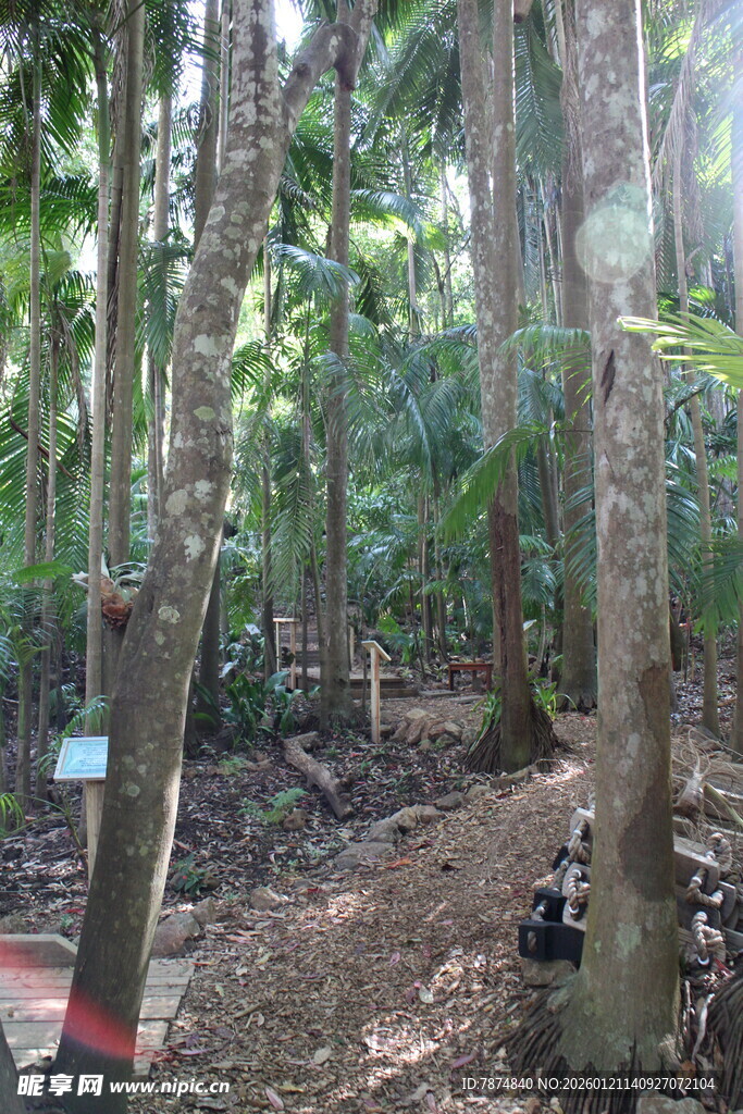 茂密树林中的树木景观