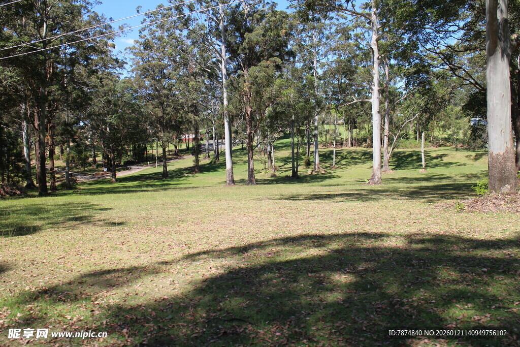 林间草地自然风光