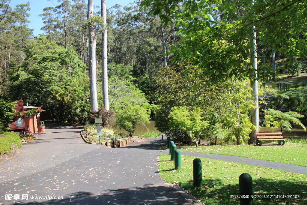 林间静谧小道 自然景致
