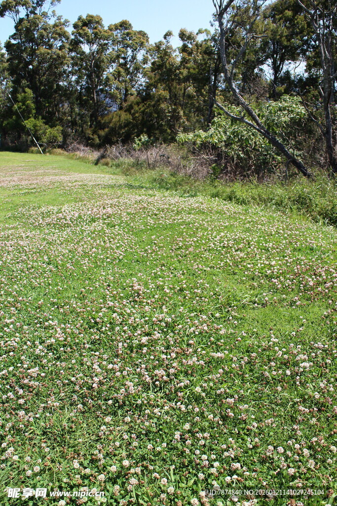 绿意盎然的户外草地场景