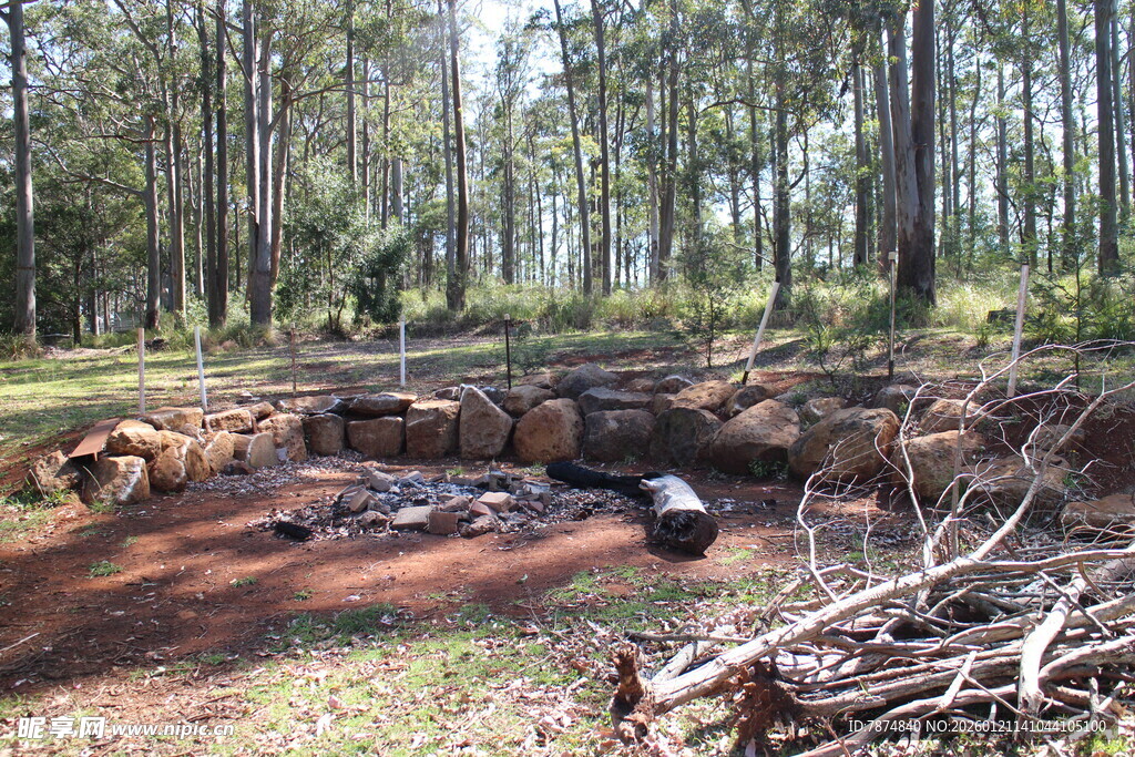 森林中的坑洼与杂乱木堆