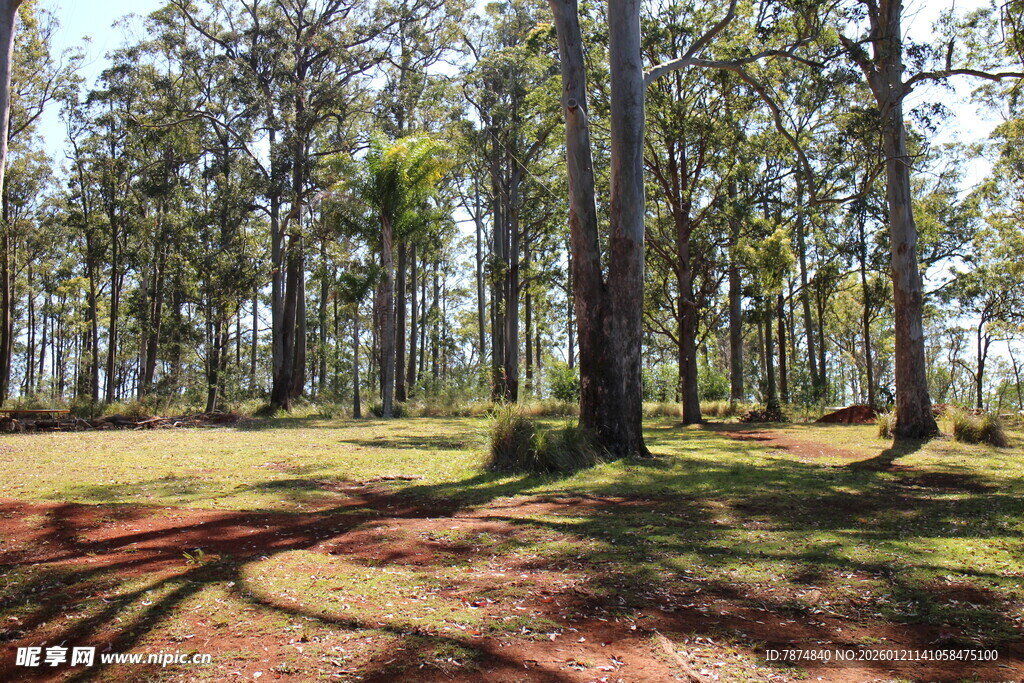 阳光洒落的静谧树林