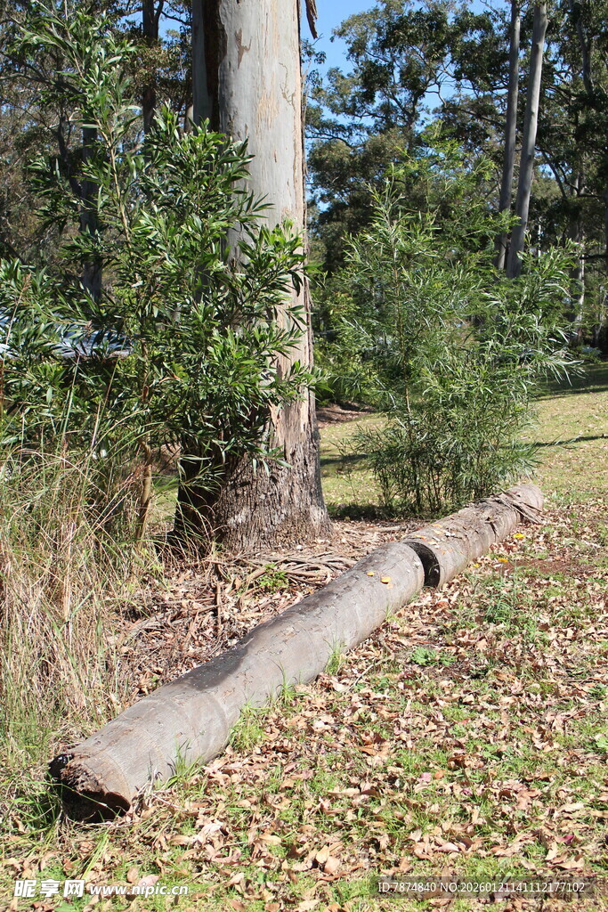 林间倒地树干与绿植景观