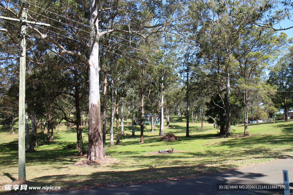 公园内的树木与开阔草地