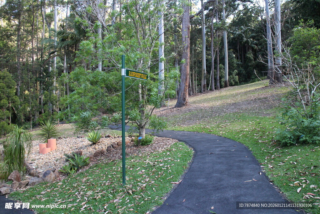 林间幽静小径 绿意盎然