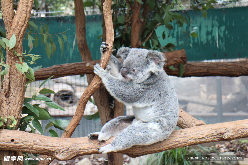 考拉惬意抱树干
