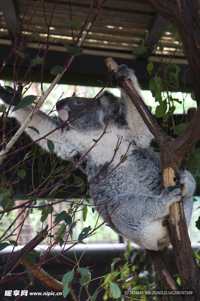 树上酣睡的猫咪