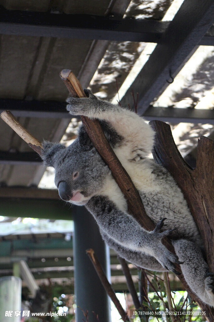 树上酣睡的考拉