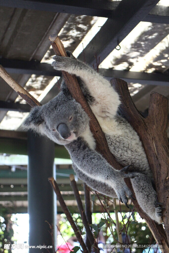 树上休憩的考拉